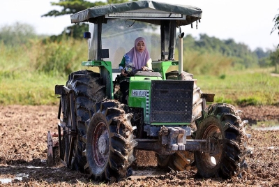Siti Hajar membersihkan sawah padi menggunakan traktor pembajak sawah di Kampong Lepah Selising. - Foto: Bernama