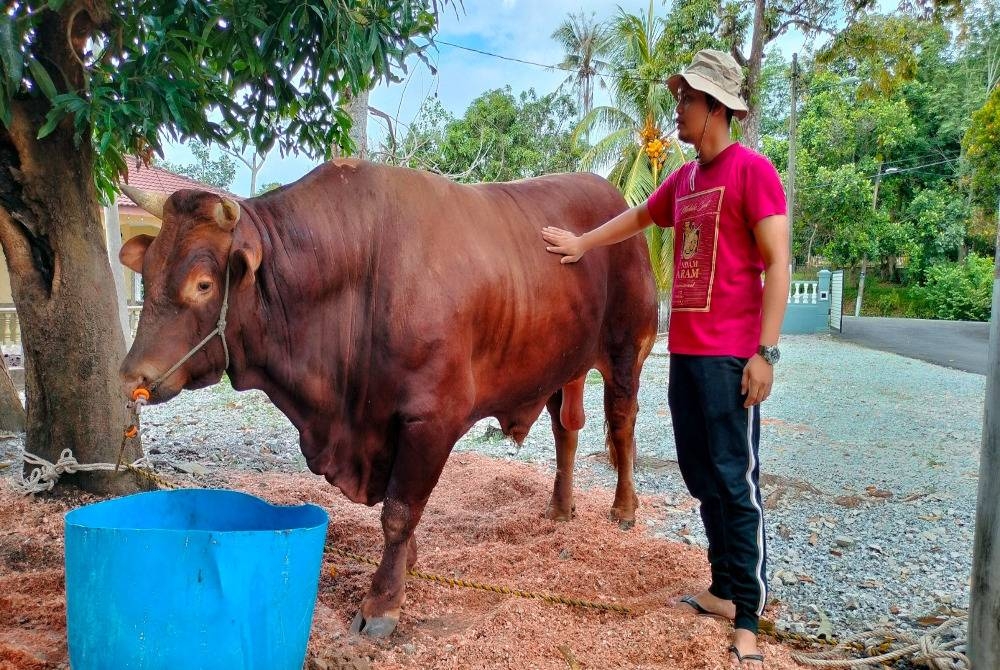 Muhammad menunjukkan lembu sado yang dibeli dengan harga kira-kira RM30,000.