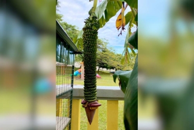 Pisang raja seribu atau nama saintifiknya, 'musa chiliocarpa' memiliki saiz panjang buah kira-kira dua hingga tiga meter.