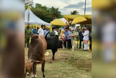 Dr Tengku Muhammad Fa-iz Petra berangkat bersama ibunda, Tengku Anis untuk menyaksikan sembelihan lembu korban di Padang Kompleks Islam Jubli Perak Sultan Ismail Petra, Panji di sini.