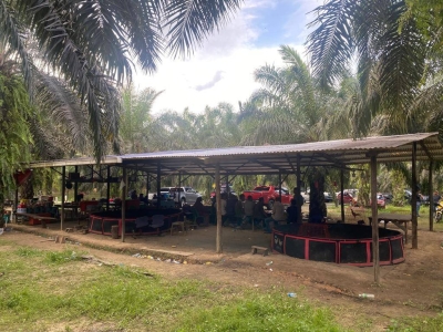 Kawasan ladang kelapa sawit di Kampung Kalumpang, Tawau, dijadikan sebagai lokasi judi sabung ayam.