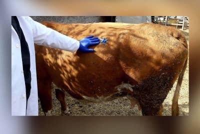 Mangsa dijangkiti selepas mereka memakan daging lembu yang dijangkiti. - Gambar hiasan