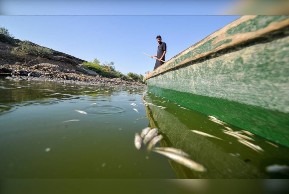 Ribuan ikan mati akibat kekurangan oksigen setelah paras air turun secara drastik di Sungai El-Aziz di Maysan, selatan Iraq. - Foto Agensi