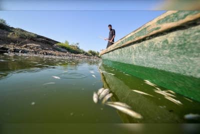 Ribuan ikan mati akibat kekurangan oksigen setelah paras air turun secara drastik di Sungai El-Aziz di Maysan, selatan Iraq. - Foto Agensi