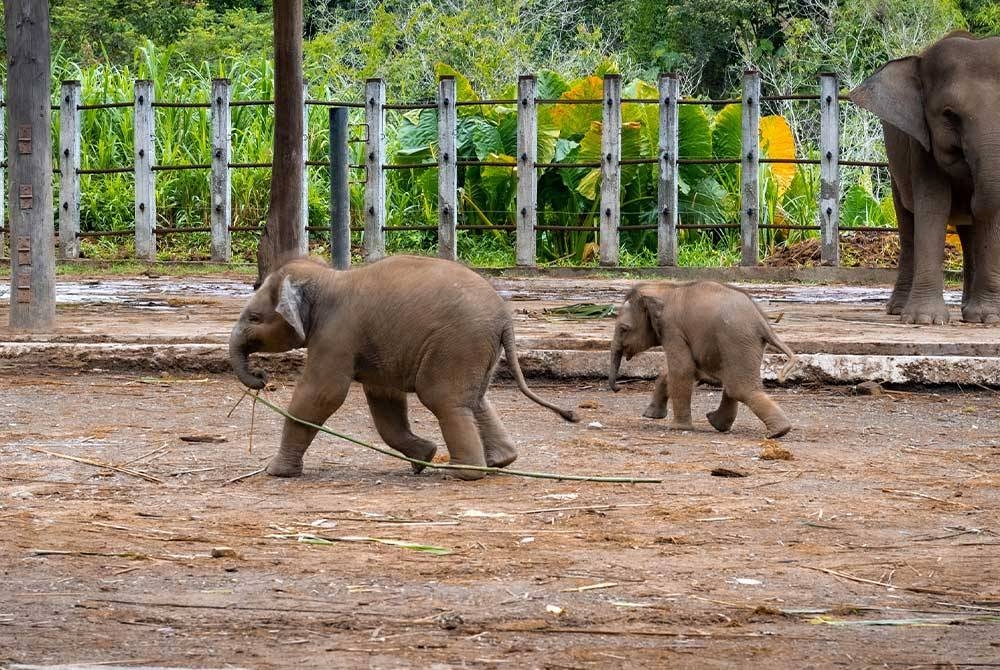 Orang ramai boleh mencadangkan nama tiga anak gajah itu melalui platform Facebook Taman Hidupan Liar Lok Kawi sehingga 8 Ogos depan