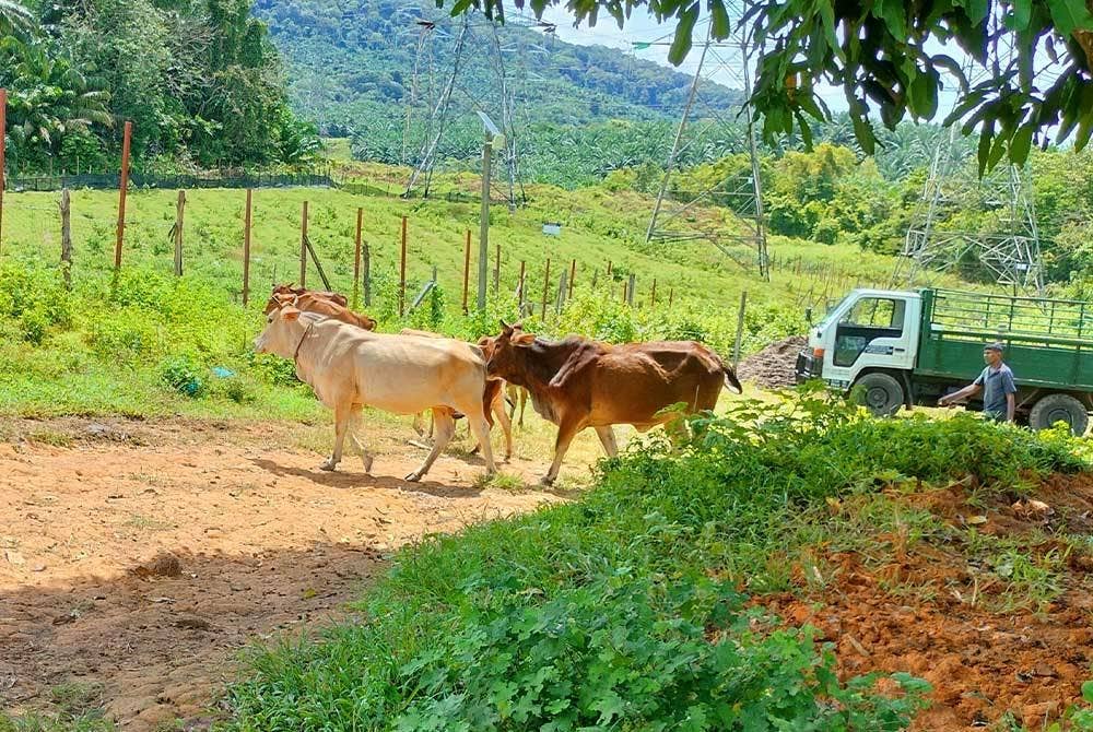 Lembu hanya dibiarkan meragut di kawasan berdekatan berbanding sebelum ini dilepas dalam kawasan penternakan seluas kira-kira 60,000 meter persegi.
