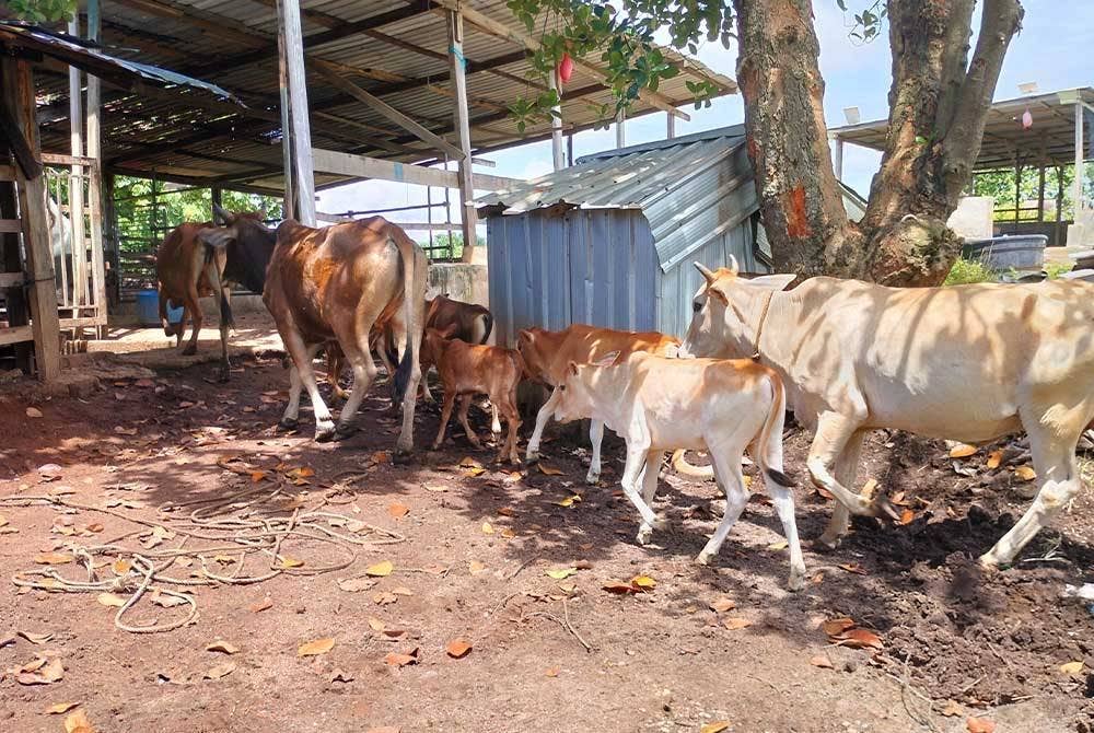 Lebih 40 lembu mati sejak Rabu dan kini hanya tinggal kira-kira 20 ekor lagi yang dikesan kemungkinan mengalami simptom sama.