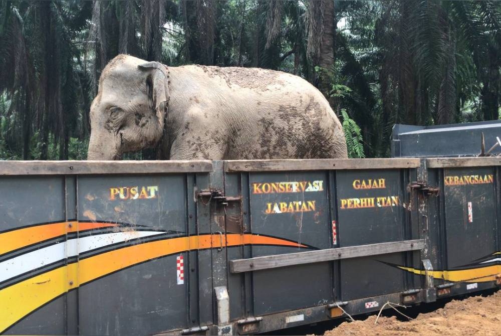 Gajah betina yang dilaporkan tersesat dari kumpulannya dipindahkan dan dilepaskan ke habitat asal.