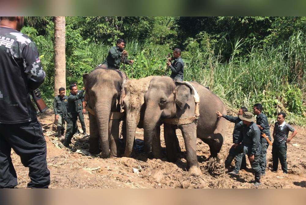 Kala dan Suria memujuk dan menarik gajah liar sejauh kira-kira 300 meter untuk dipindahkan ke habitat asal.