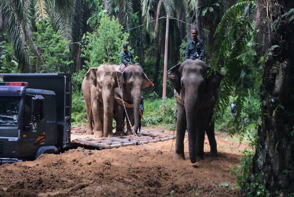 Gajah denak, Suria dan Kala membantu melancarkan operasi pindah gajah liar di Sungai Siput.