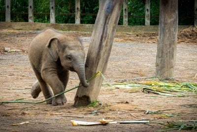 Anak gajah Pygmy belum dinamakan dan orang ramai berpeluang untuk memberi cadangan nama yang sesuai.