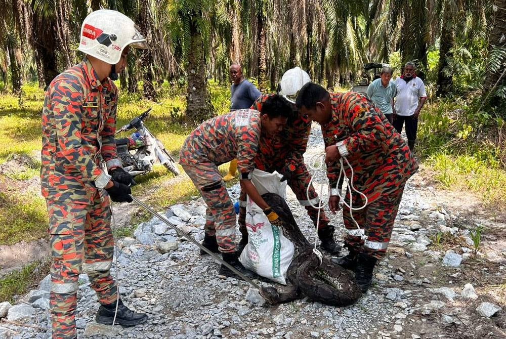 Ular sawa seberat 70kg yang berjaya kemudiannya dilepaskan ke habitat asal. - Foto: Ihsan Bomba Perak