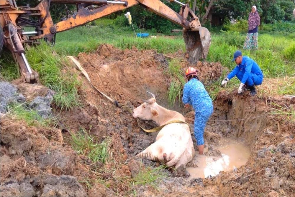 Seekor lembu yang terperangkap di dalam parit berlumpur berjaya diselamatkan oleh APM Kota Bharu dalam kejadian di Kampung Pauh, Badang, Kota Bharu pada Jumaat.