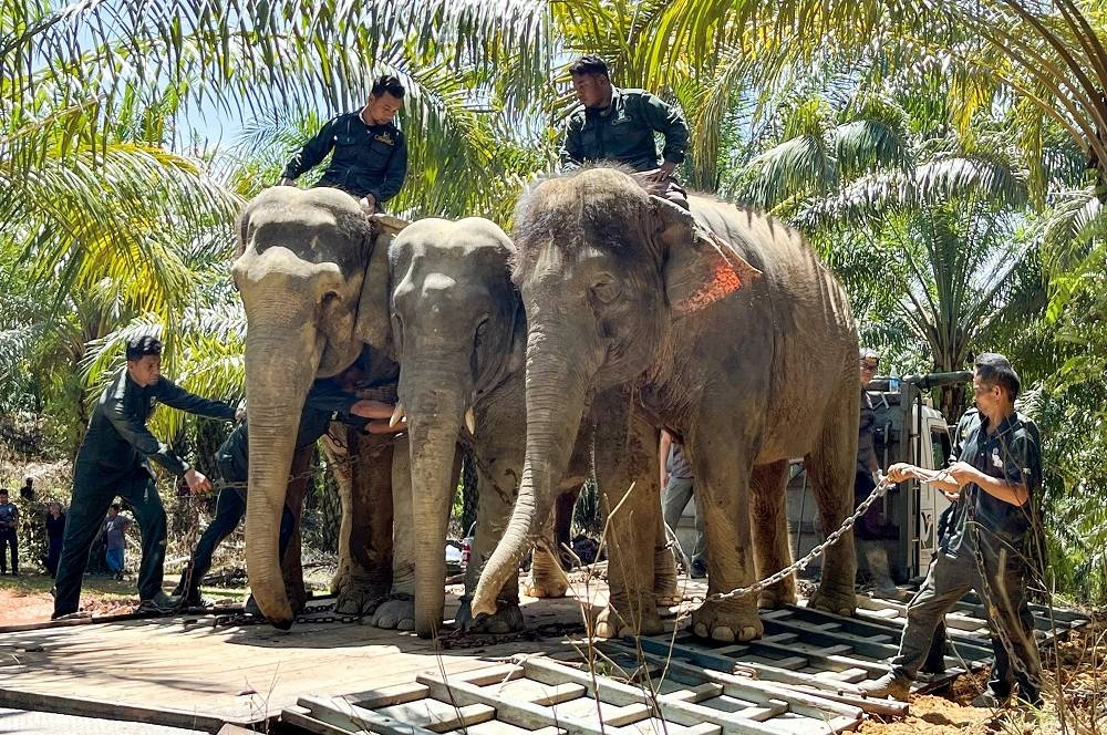 Sebahagian anggota Perhilitan sedang memasang rantai pada gajah liar (tengah) yang diapit gajah denak betina bernama Kala (kiri) dan Suria (kanan) semasa operasi pemindahan gajah liar di dalam kawasan ladang di Felda Chiku 2 dekat sini. - Foto: Bernama