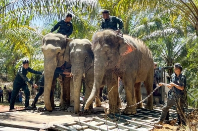 Sebahagian anggota Perhilitan sedang memasang rantai pada gajah liar (tengah) yang diapit gajah denak betina bernama Kala (kiri) dan Suria (kanan) semasa operasi pemindahan gajah liar di dalam kawasan ladang di Felda Chiku 2 dekat sini. - Foto: Bernama