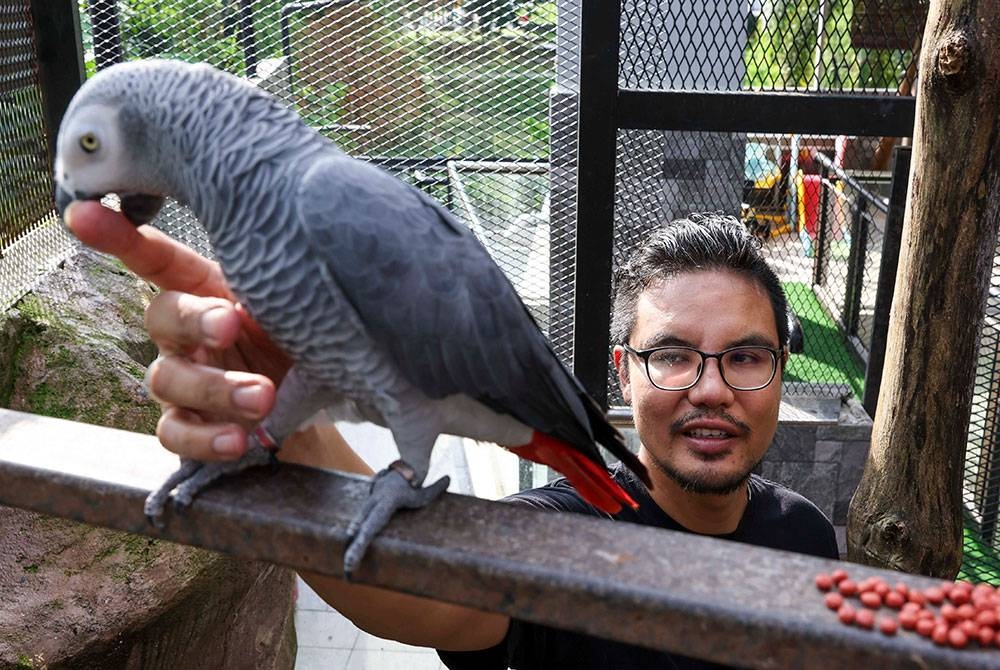 Khairul Johari Mohd Denie, 38, bermain bersama burung Congo African grey ketika ditemui Bernama di rumahnya di Taman Sungai Sekamat, Kajang baru-baru ini.