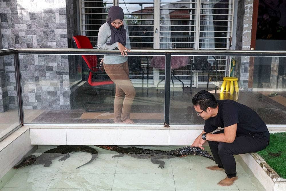 Khairul Johari Mohd Denie, 38, (kanan) dan isterinya Nurlyana Nazmi Mohd Nazir, 31, melihat buaya jenis Smooth-fronted Caiman atau nama saintifiknya Paleosuchus Trigonatus yang dipeliharanya ketika ditemui Bernama di rumahnya di Taman Sungai Sekamat, Kajang baru-baru ini.