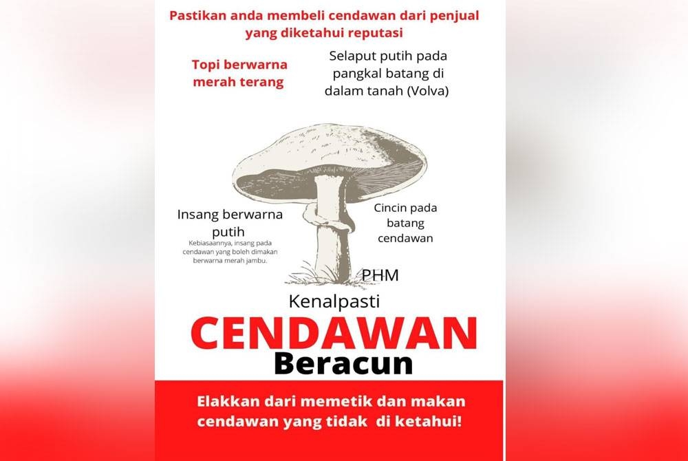 Info cendawan beracun dari FB Public Health Malaysia.
