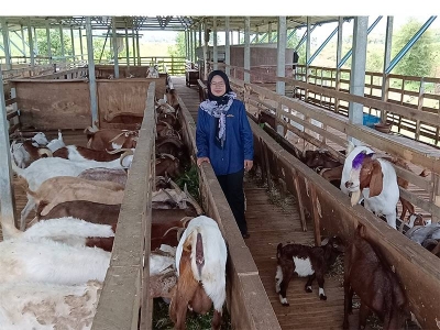 Zuriati berjaya membina sebuah kandang di tanah milik bapa di Pondok Tanjung dan menternak lebih 300 kambing