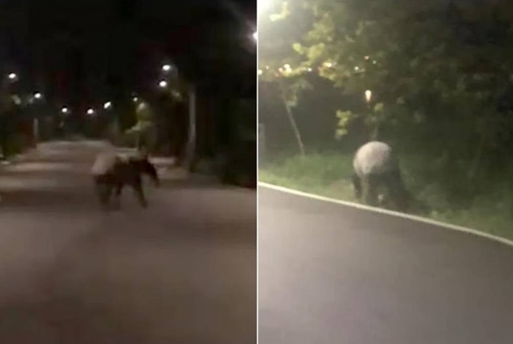 Rakaman tapir Malaya ditemui di Punggol Park Connector pada Sabtu lalu. - Foto Agensi