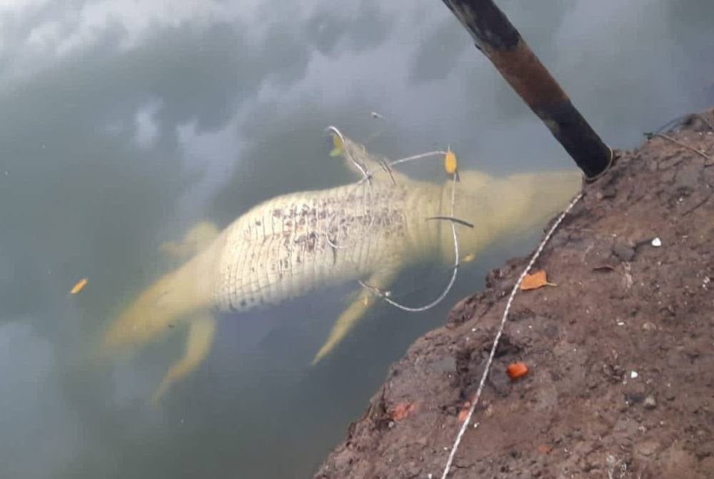 JHL Tawau akan mengenal pasti ciri-ciri buaya yang membaham mangsa terlebih dahulu sebelum menembak reptilia berkenaan.