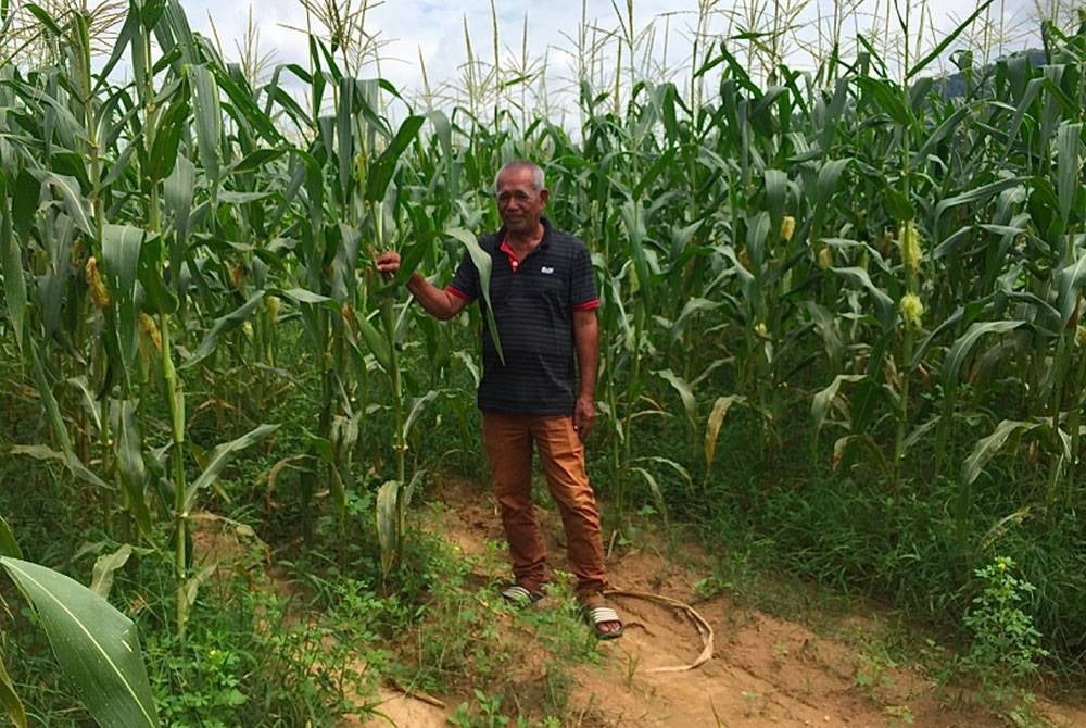 Pokok-pokok jagung manis yang ditanam di Kampung Paloh, Bukit Panau, Tanah Merah.