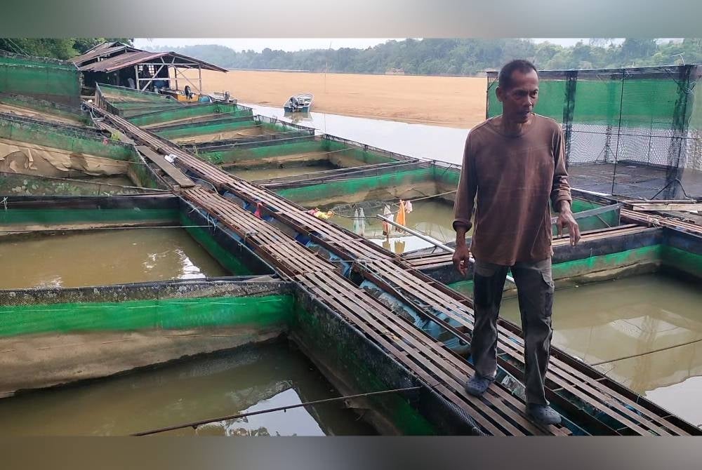 Jamil melihat keadaan sangkar-sangkar ikannya yang kini terjejas teruk selepas banyak ikan mati sejak air Sungai Pahang kian surut pada Selasa.