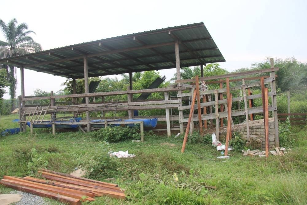 Kandang lembu milik dua beradik yang disyaki digunakan untuk menyimpan lembu curi.