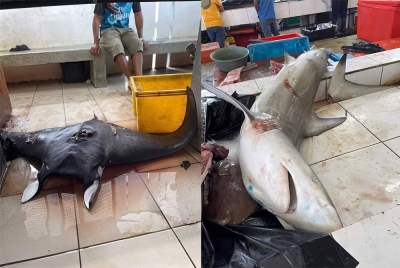 Ikan pari dan yu tular di media sosial sejak Isnin bukan spesies terancam.