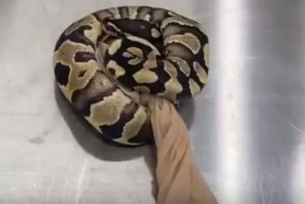 Salah seekor ular yang ditemui di dalam poket individu tersebut. - Foto Agensi