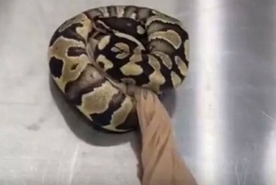 Salah seekor ular yang ditemui di dalam poket individu tersebut. - Foto Agensi