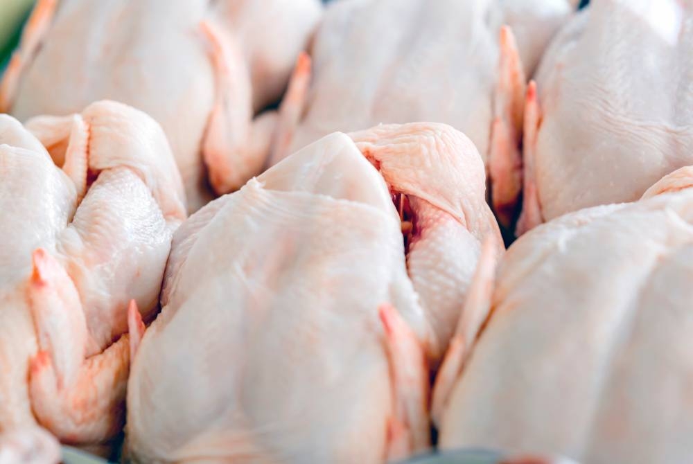 Peniaga mendakwa terpaksa menaikkan harga ayam kerana mereka mendapat harga yang tinggi daripada pembekal bahan mentah itu.(Gambar hiasan) - Foto 123rf