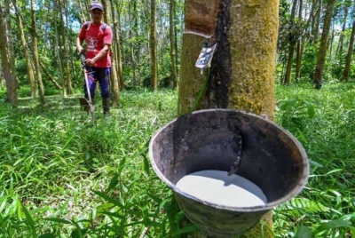 Harga rujukan LGM untuk getah fizikal GMM 20 berada pada 579.5 sen sekilogram manakala susu getah pukal ialah 468.5 sen sekilogram. - Gambar hiasan