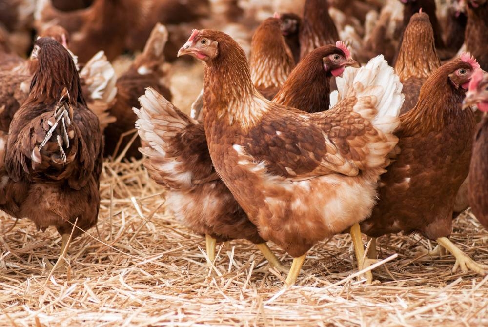 Gambar hiasan. - Foto 123RF