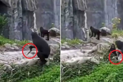 Seekor monyet Tonkean memegang sebilah pisau yang tertinggal dalam kandang di Zoo Chester. - Foto Agensi