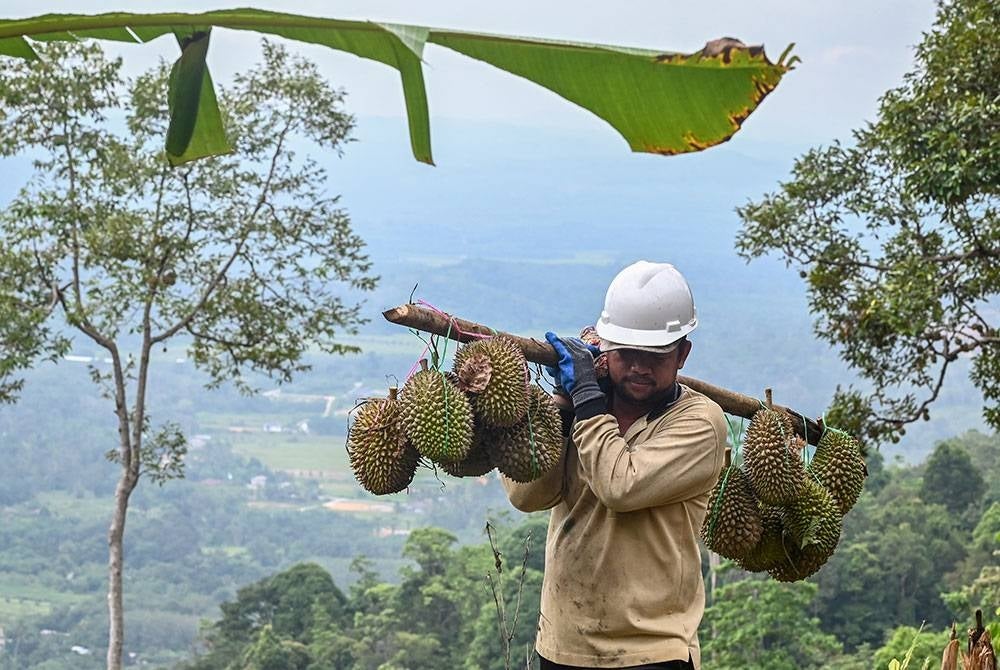 Pekebun, Matjed Ismail, 39, mengandar buah durian selepas mengutip durian yang gugur daripada hasil tanamannya itu untuk dijual kepada pelanggan di Kampung Sungai Serai hari ini.