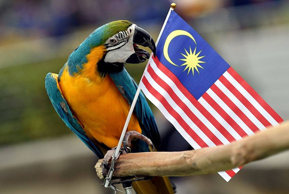 Burung Kakak Tua, Katty mengibarkan Jalur Gemilang sempena bulan kebangsaan semasa turut serta dalam Program Shah Alam Hari Tanpa Kenderaan dan CEO Run 2023 di Dataran Kemerdekaan Shah Alam hari ini.