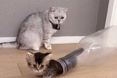Gelagat anak kucing masuk keluar botol tular di TikTok. - Agensi