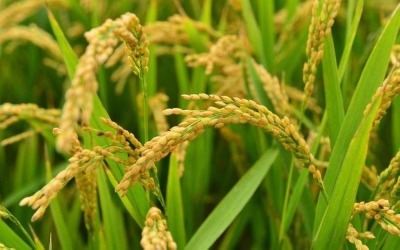 Pengeluar, pemborong dan peruncit berdepan dengan tindakan penggantungan lesen jika didapati menjual benih padi sah melebihi harga maksimum. - Gambar hiasan 