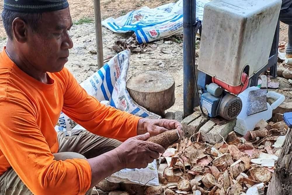 Mansor mengupas kulit ubi kayu sebelum dimasak dengan air tebu.