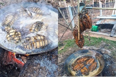 Ubi kayu dimasak berjam-jam dalam rebusan air tebu yang banyak menggunakan dapur kayu.