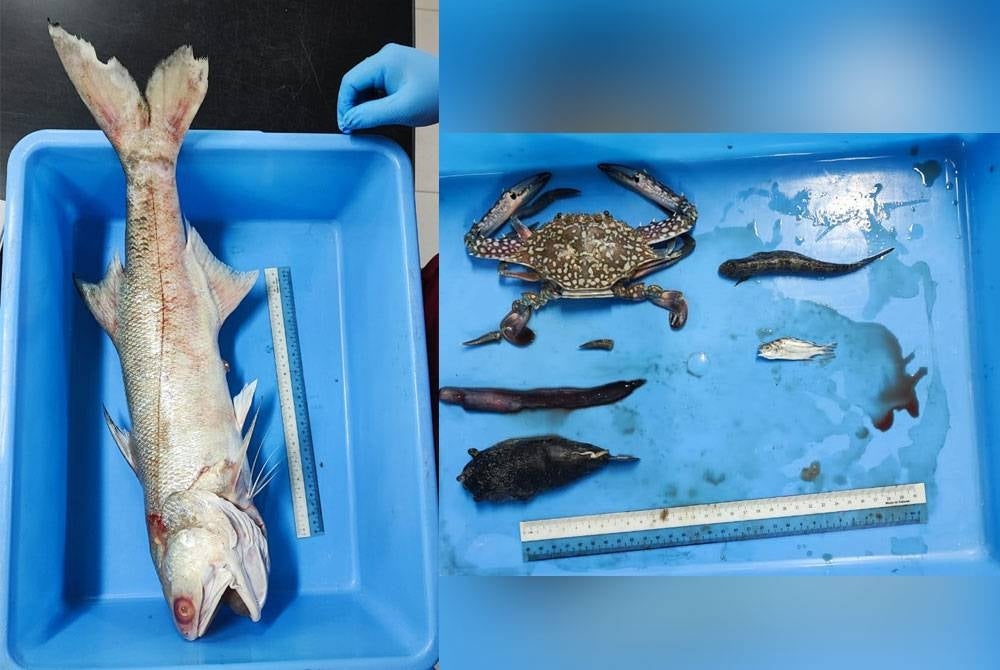 Ikan yang mati akibat air pasang merah yang berlaku di perairan Teluk Bahang dan Balik Pulau. Kehidupan laut turut mati akibat fenomena air pasang merah.