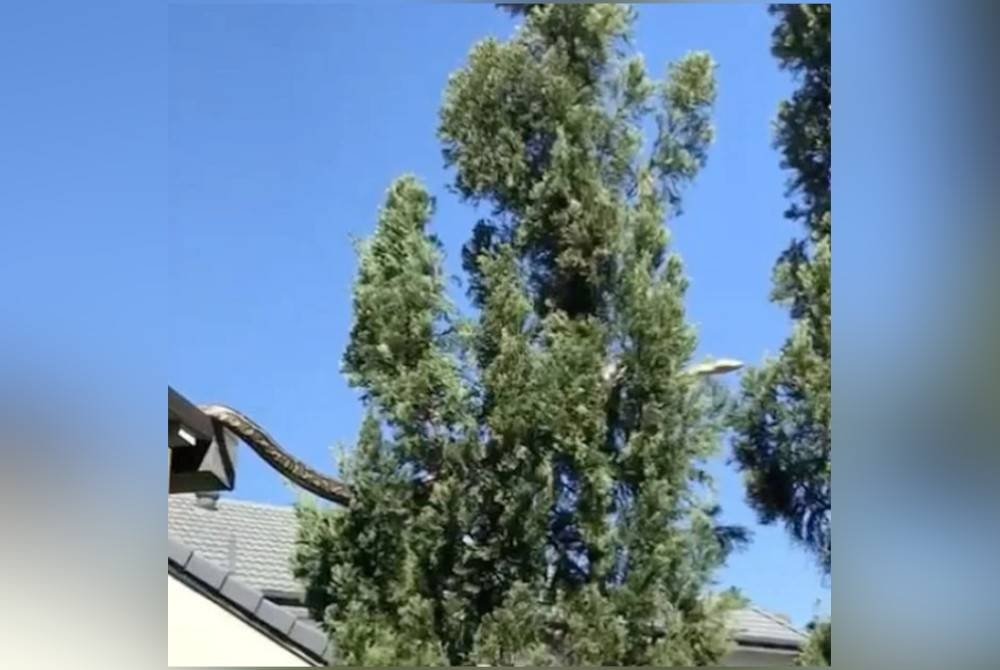 Ular sawa sepanjang lima meter dikesan menyelusuri bumbung rumah ke pokok di Queensland, Australia. - Agensi