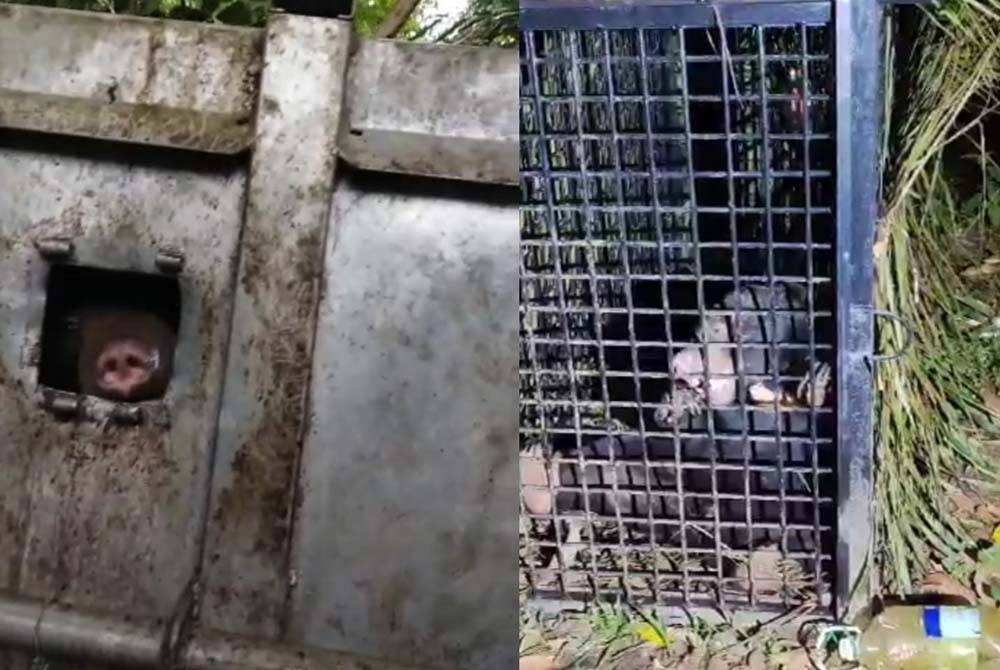 Dua ekor beruang matahari seberat kira-kira 100 kilogram berjaya ditangkap sepasukan anggota Perhilitan Terengganu di Kampung Kuala Por, dekat sini awal pagi Jumaat. - Foto ihsan Perhilitan Terengganu