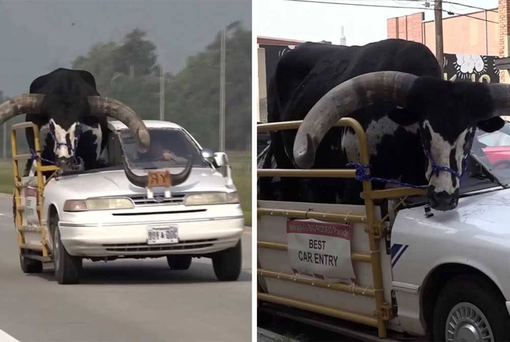 Lee Mayer dilihat memandu kereta sedan dengan lembu jantan diletakkan di bahagian tempat duduk penumpang. - Agensi