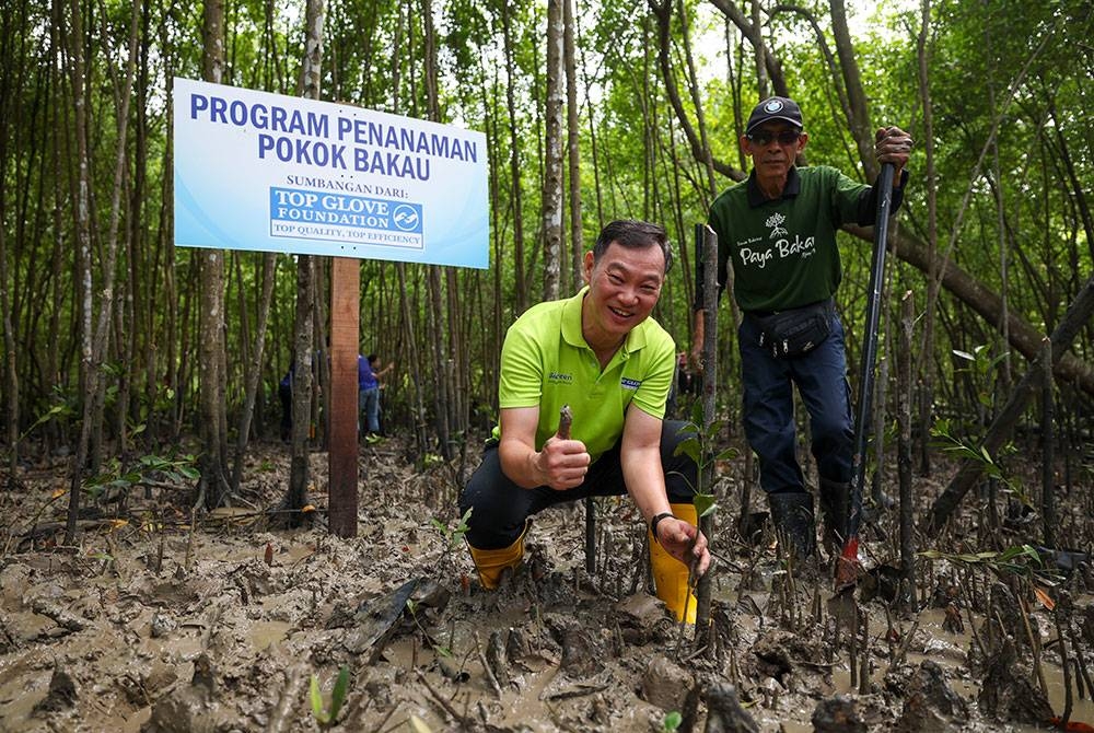 Pengarah Urusan Top Glove Corporation Bhd Lim Cheong Guan (kiri) menanam pokok bakau pada Program Penanaman Pokok Bakau Yayasan Top Glove di Taman Rekreasi Paya Bakau Kampung Sijangkang, Telok Panglima Garang pada Sabtu lepas.