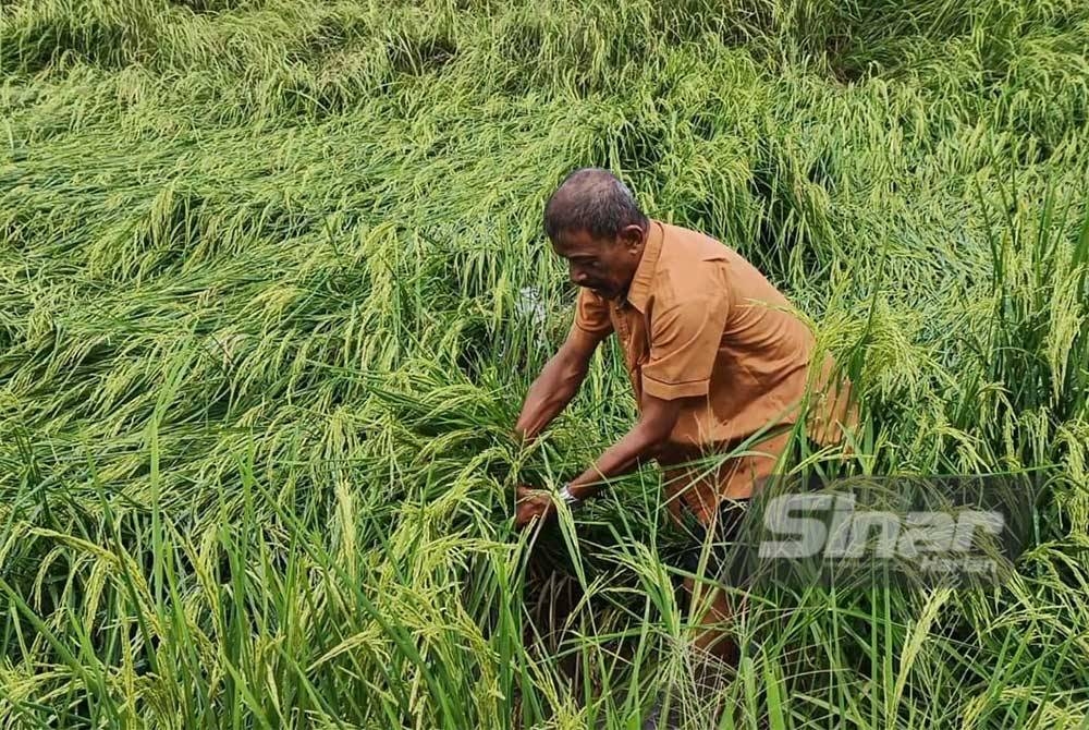 Shahidan memeriksa tanaman padinya yang terendam didakwa berpunca daripada sistem pengairan tidak sempurna di Pida Lima, Jalang Sanglang, Jerlun.