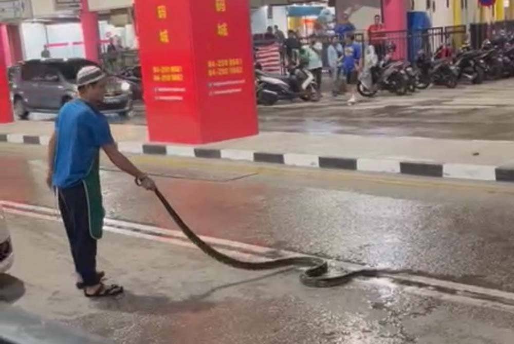 Seorang lelaki bertindak berani menarik seekor ular sawa yang dipercayai tersangkut pada longkang di bawah bangunan Komtar.