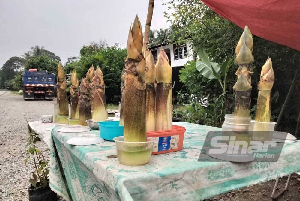 Rebung yang dipotong direndam dalam air bagi mengekalkan kesegarannya.