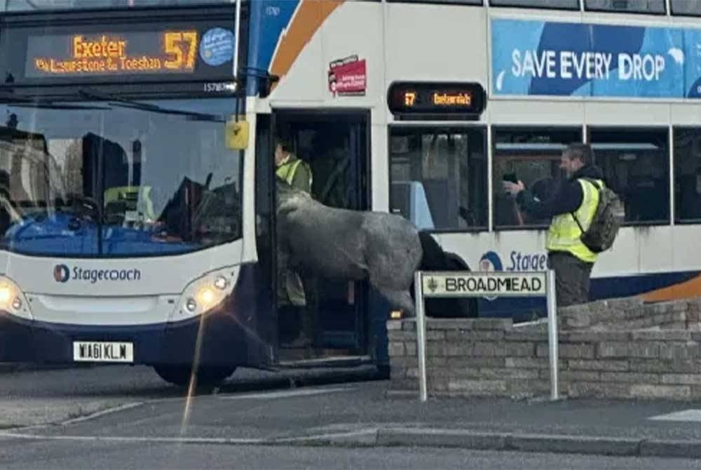 Seekor kuda padi dilihat cuba menaiki bas di Devon, UK. - Foto Agensi